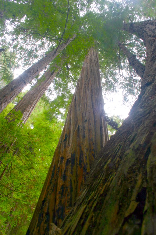 An image of a curved redwood in the Muir Woods redwood forest