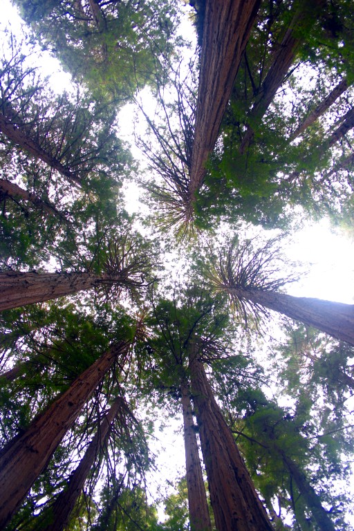 An image of the redwood canopy in the Muir Woods redwood forest